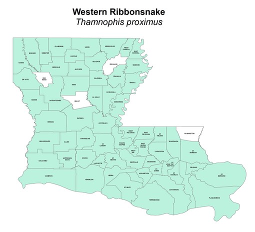 Western Ribbonsnake