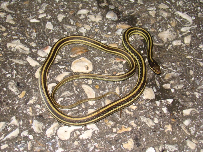 Western RIbbonsnake Vermilion Parish.jpg