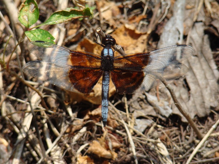 Widow Skimmer Male - Libellula luctuosa (2)