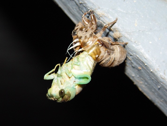 1st Cicada (31)