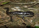 A. tigrinum (1) COL
