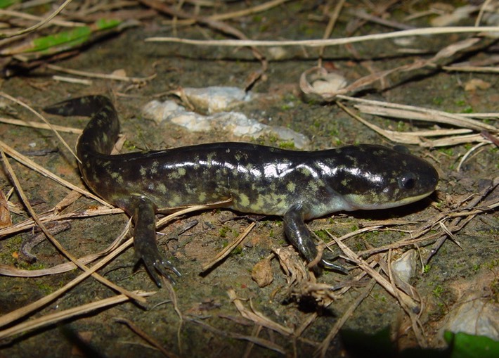 A. tigrinum (1) COL