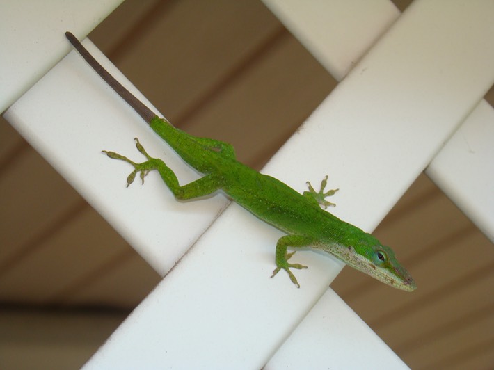 A. carolinensis