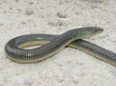 Apalachicola National Forest 261