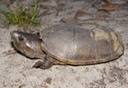 Apalachicola National Forest 093