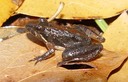 Apalachicola National Forest 022