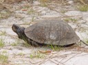 Apalachicola National Forest 241