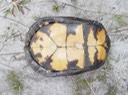 Apalachicola National Forest 237