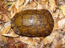 Apalachicola National Forest 027