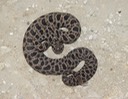 Pygmy Rattlesnake 2.jpg