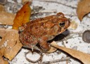 Apalachicola National Forest 202