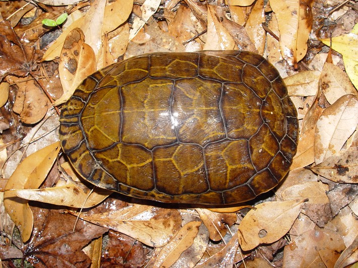 Apalachicola National Forest 027