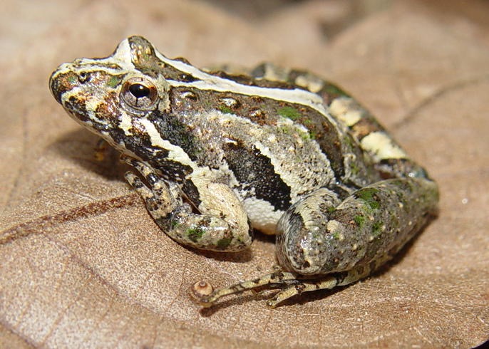 Apalachicola National Forest 187