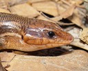 Apalachicola PLAT