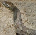 Northern Watersnake SRNB 2.jpg