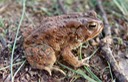 B. americanus 1