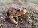 B. americanus 3