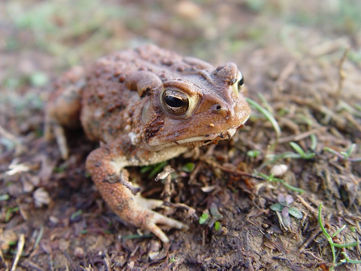B. americanus 3