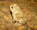 B. americanus 9