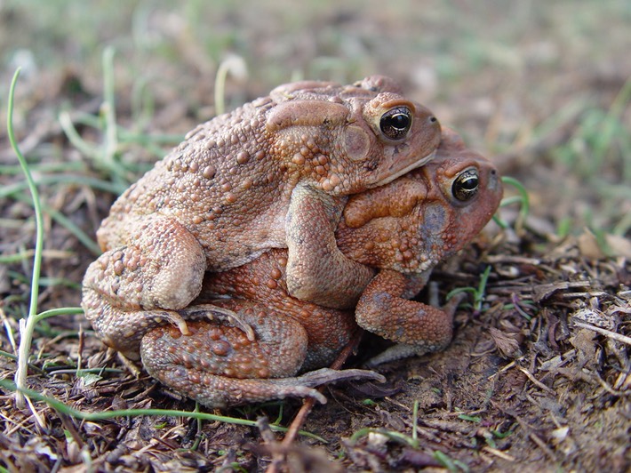 B. americanus amplexus 6