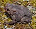B. americanus (Rutherford)