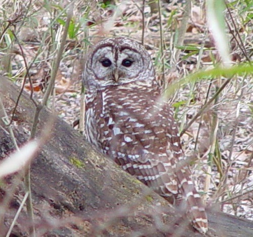 Barred Owl (2)