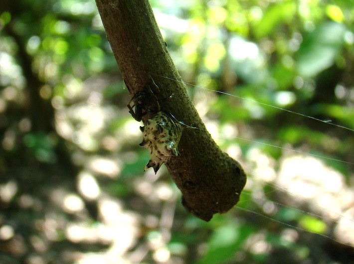 Big Oak Tree State Park 025