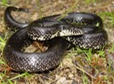 Black Kingsnake 1.jpg