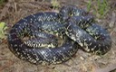 Black Kingsnake 2.JPG