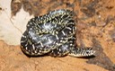 Black Kingsnake 2 Flat Rock.jpg