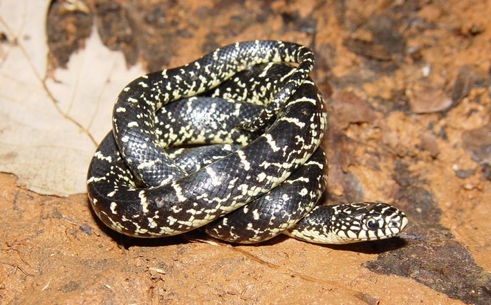 Black Kingsnake 2 Flat Rock.jpg