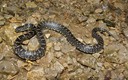 Black Kingsnake 2.jpg