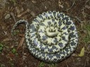 Black Kingsnake 4.jpg