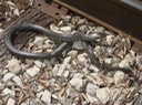 Black Kingsnake Hammond.jpg