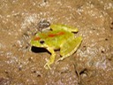 Blanchard's Cricket Frog BITH