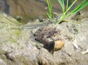 Blanchard's Cricket Frog Lake Martin