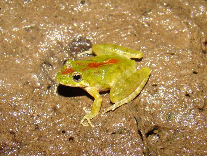 Blanchard's Cricket Frog BITH