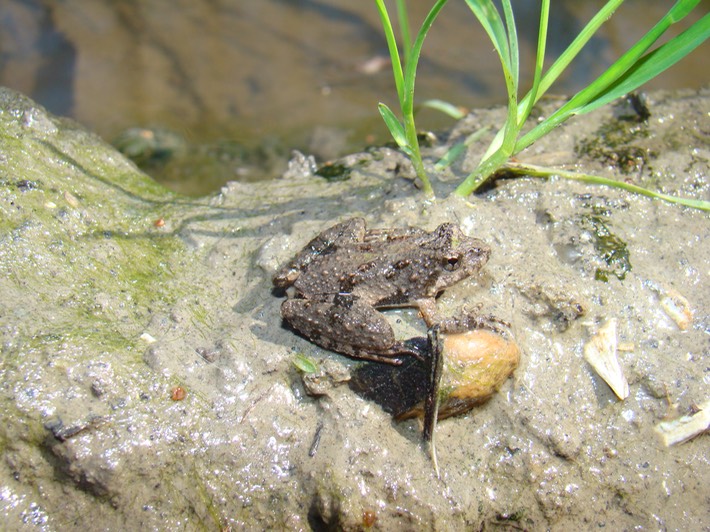 Blanchard's Cricket Frog Lake Martin