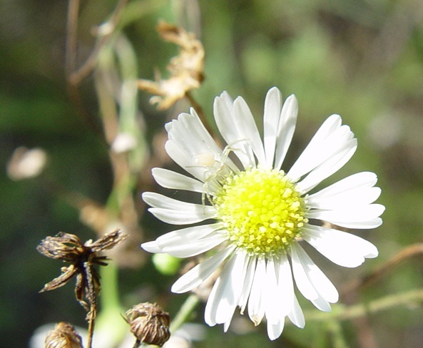 Boltonia asteroides (False Aster) 2 Flat Rock