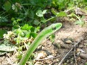 Rough Greensnake.jpg