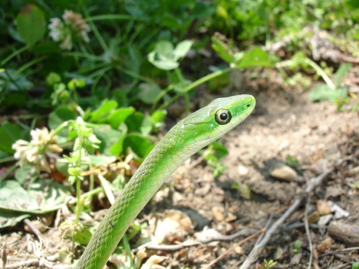 Rough Greensnake.jpg