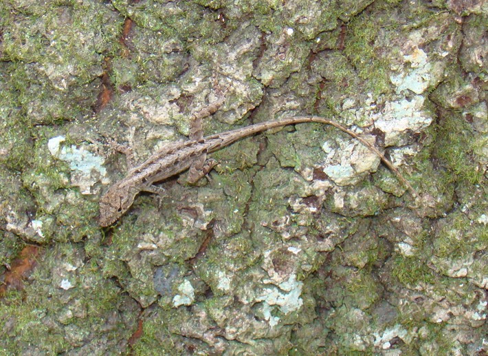 Brown Anole Devil's Millhopper Alachua County
