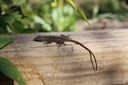 Brown Anole Orleans Parish