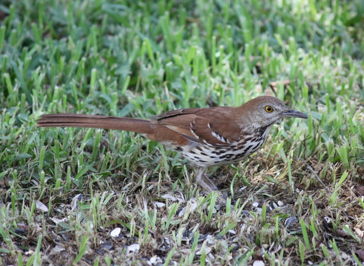 Brown Thrasher (2)