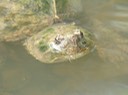 C. serpentina (22)