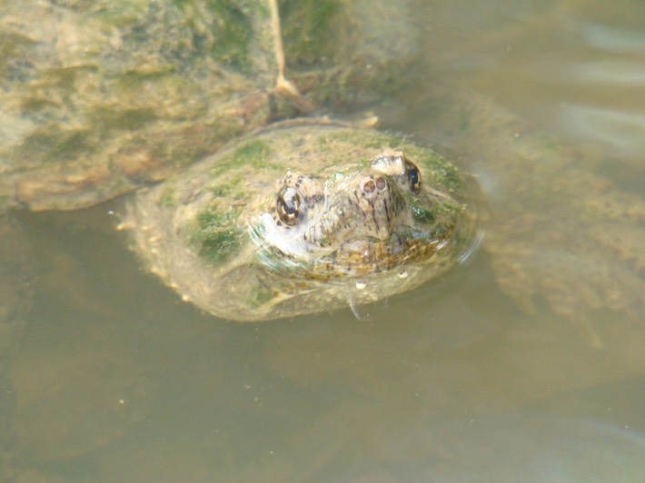 C. serpentina (22)