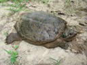 C. serpentina (3)