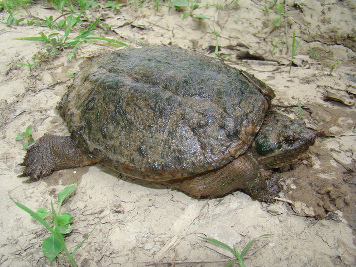 C. serpentina (3)