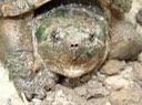 C. serpentina (7)