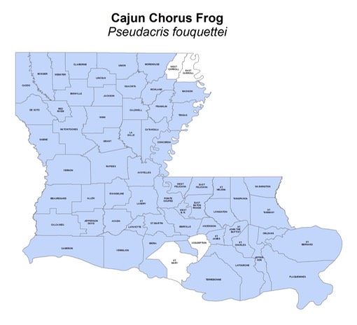 Cajun_Chorus_Frog
